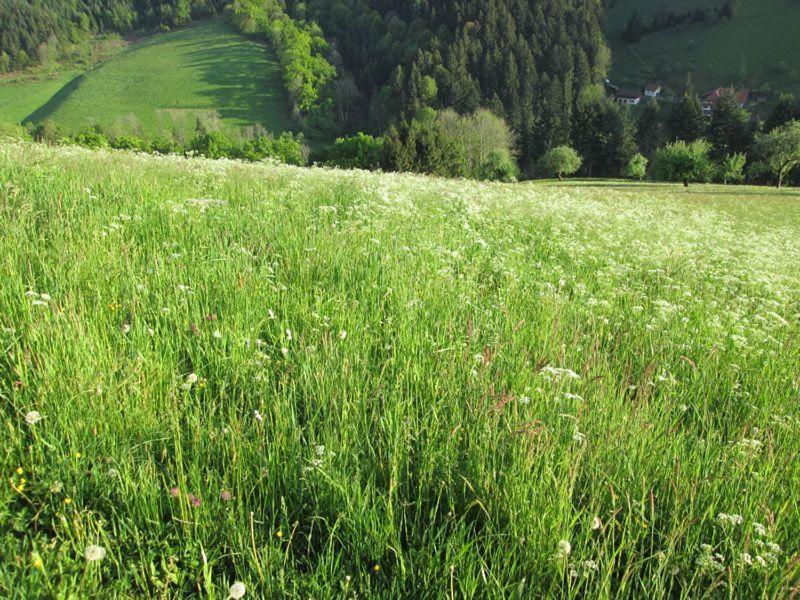 Hinterkimmighof Apartment Oberharmersbach Luaran gambar